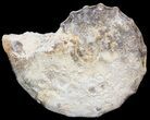 Mammites Ammonite - Goulmima, Morocco #44636-1
